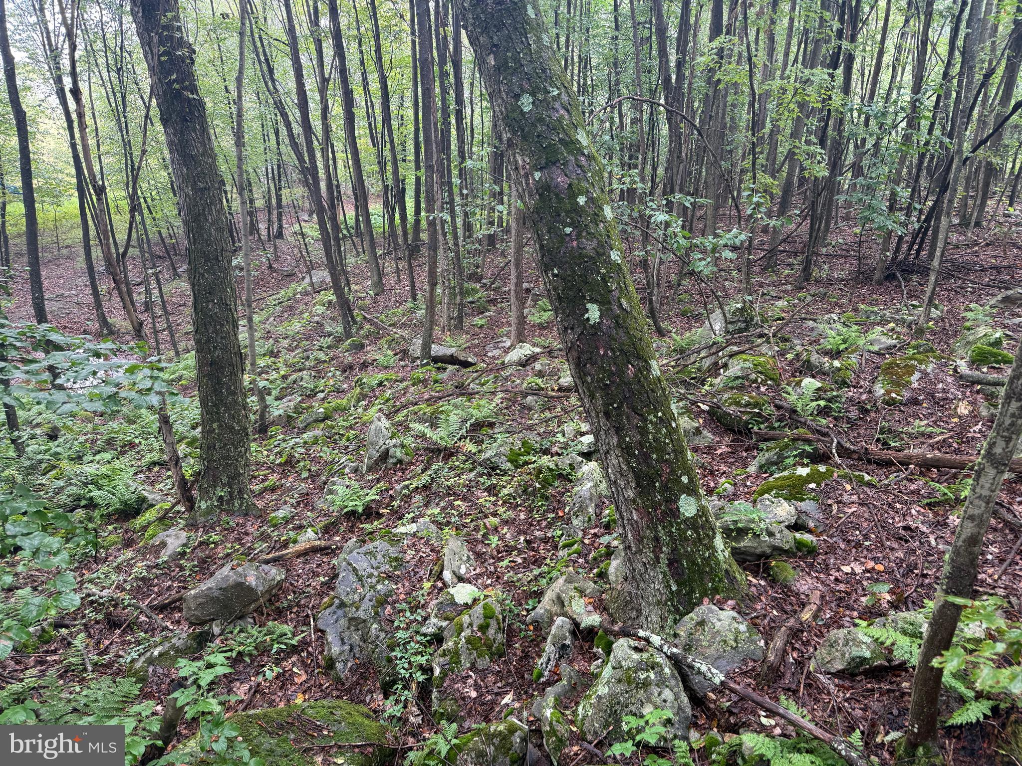 0 Pinnacle Road Keyser, WV 26726 - Photo 27 of 61