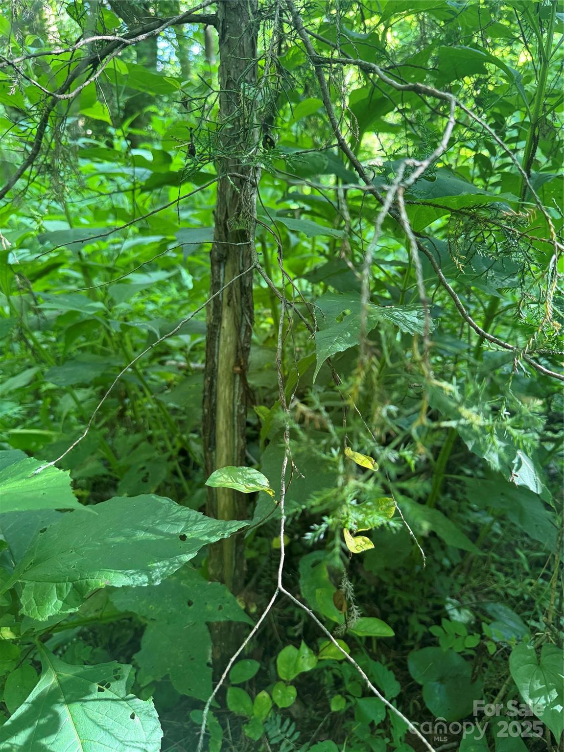 0 Old Belwood Road Lawndale, NC 28090 - Photo 9 of 23 a backyard of a house with lots of green space
