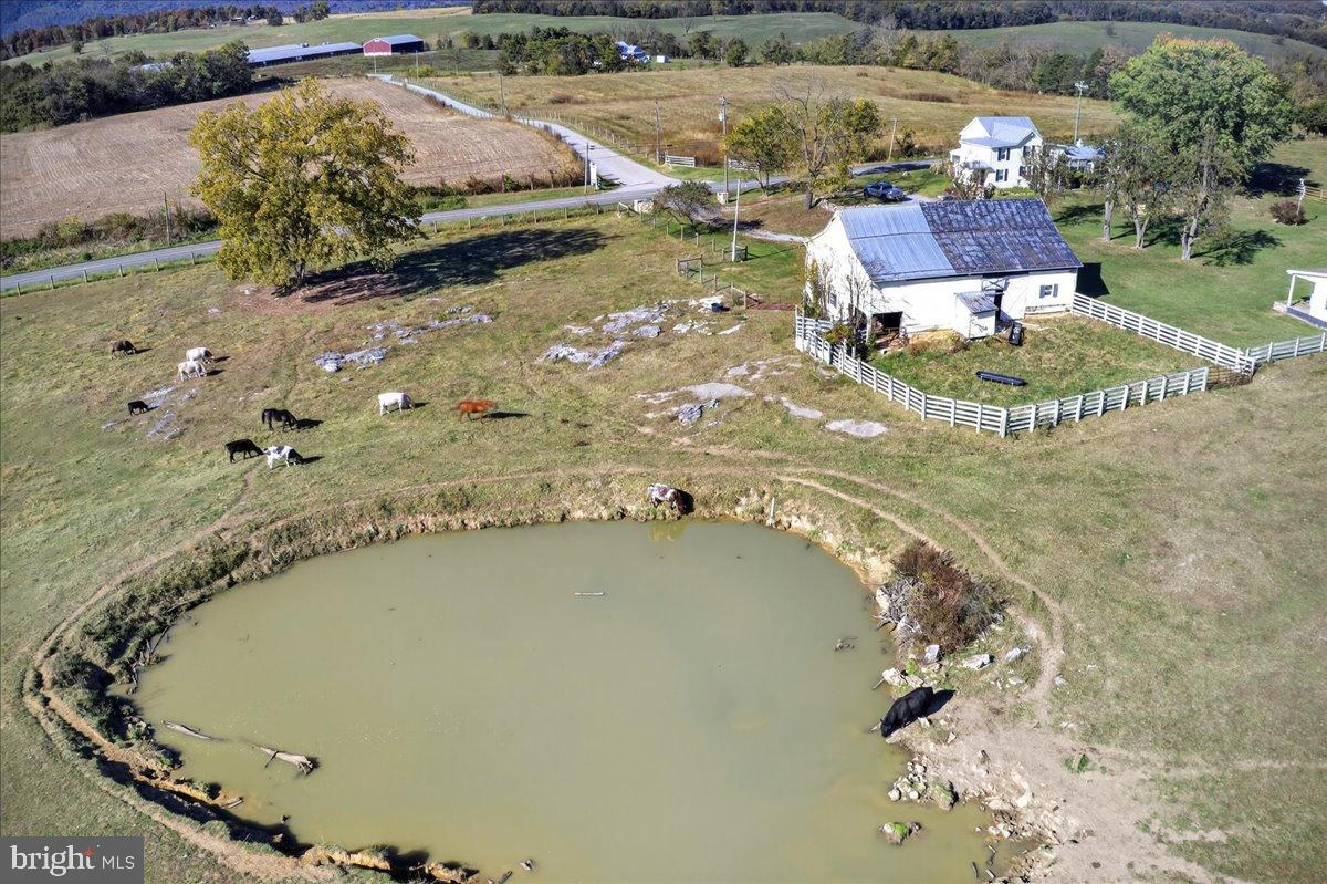 239 Mt Carmel Road Luray, VA 22835 - Photo 113 of 116 Serene countryside retreat with grazing cattle.