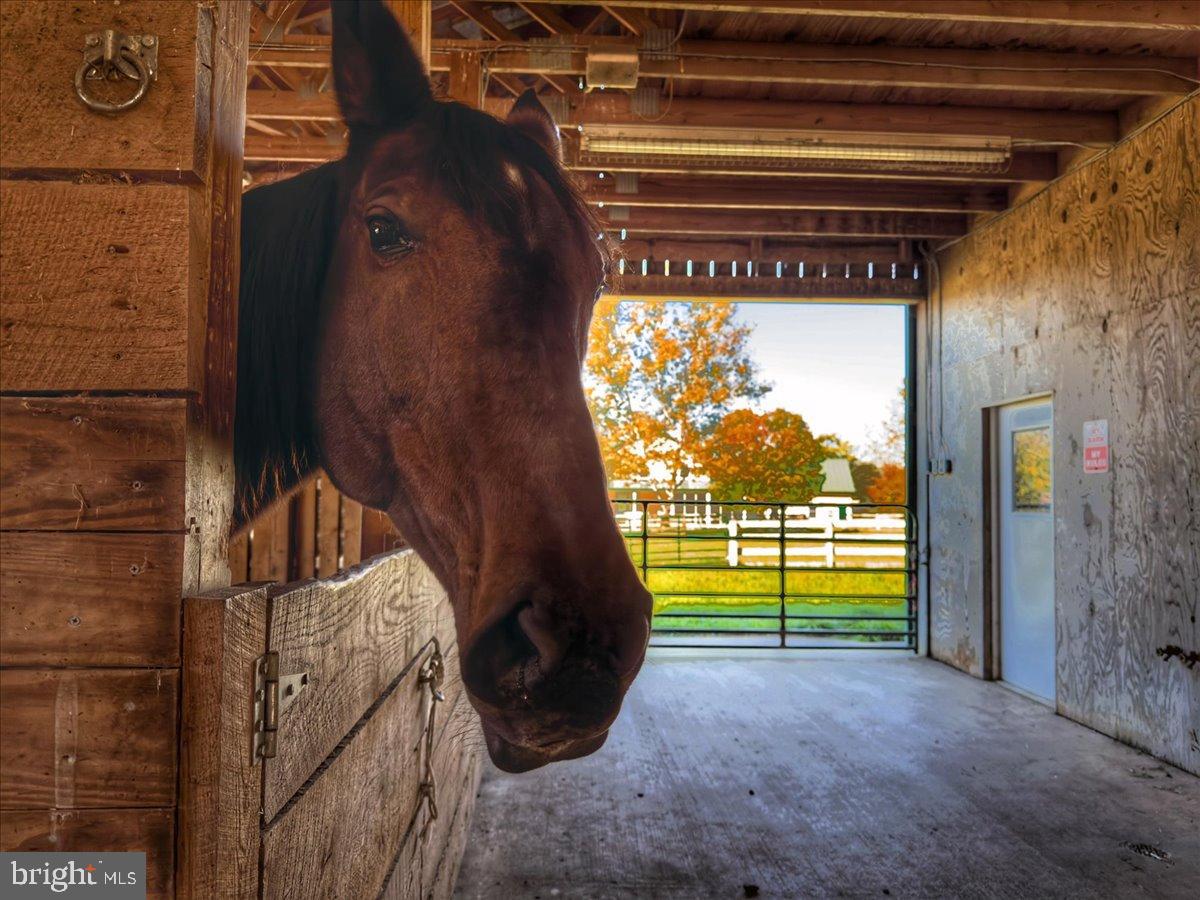 239 Mt Carmel Road Luray, VA 22835 - Photo 73 of 116 Curious horse in a rustic barn setting.