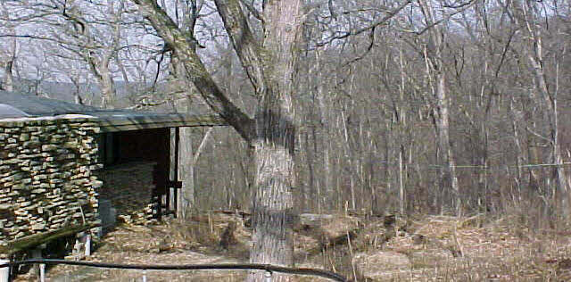 708 Daysville Road Oregon, IL 61061 - Photo 2 of 6 a view of a house with a tree in the background