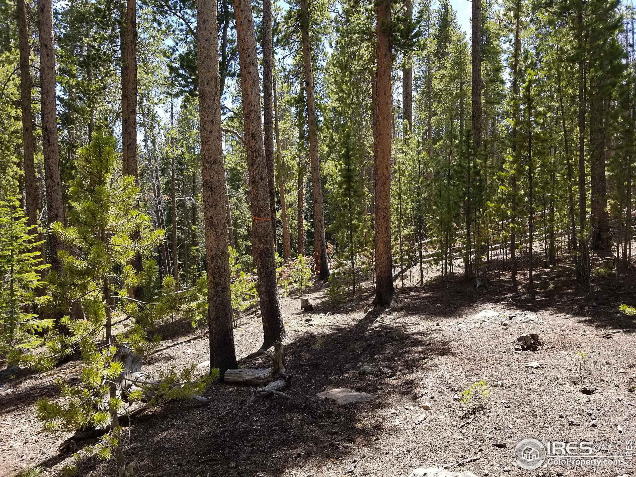 274 Arapahoe Way Red Feather Lakes, CO 80545 - Photo 22 of 30