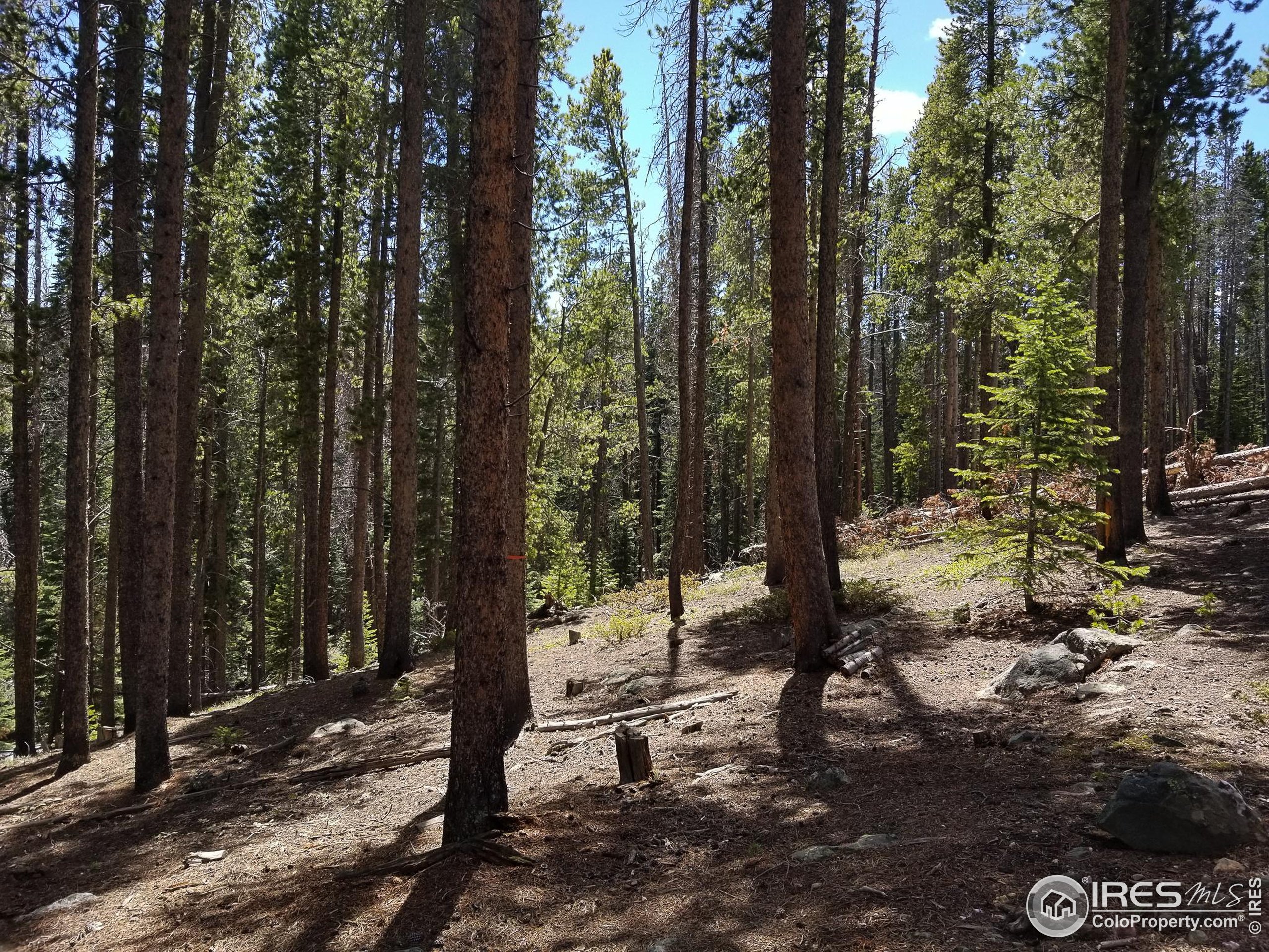 274 Arapahoe Way Red Feather Lakes, CO 80545 - Photo 4 of 30