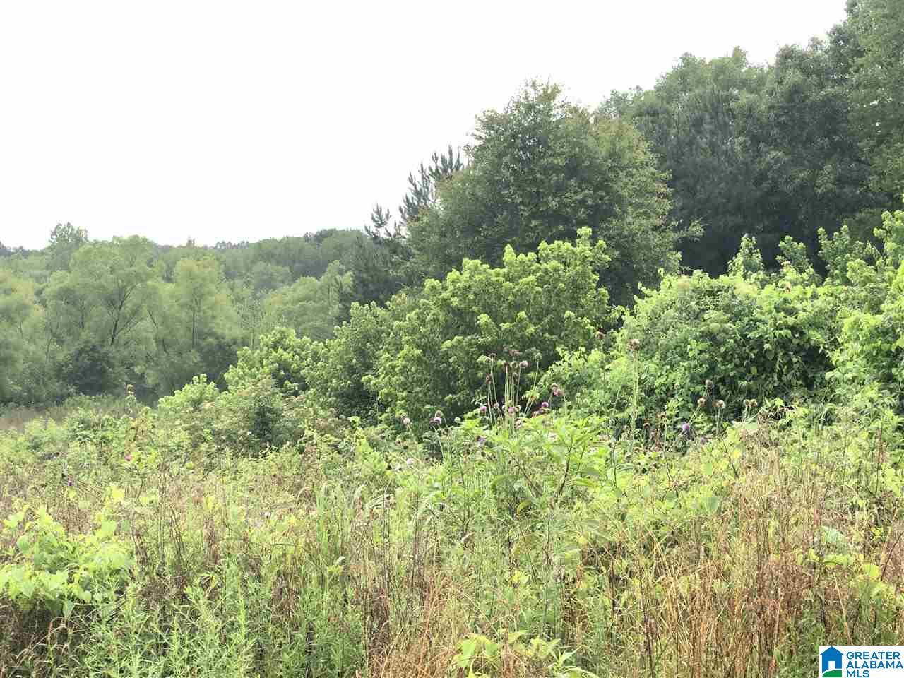 0 Old Downey Mill Road Anniston, AL 36207 - Photo 9 of 28