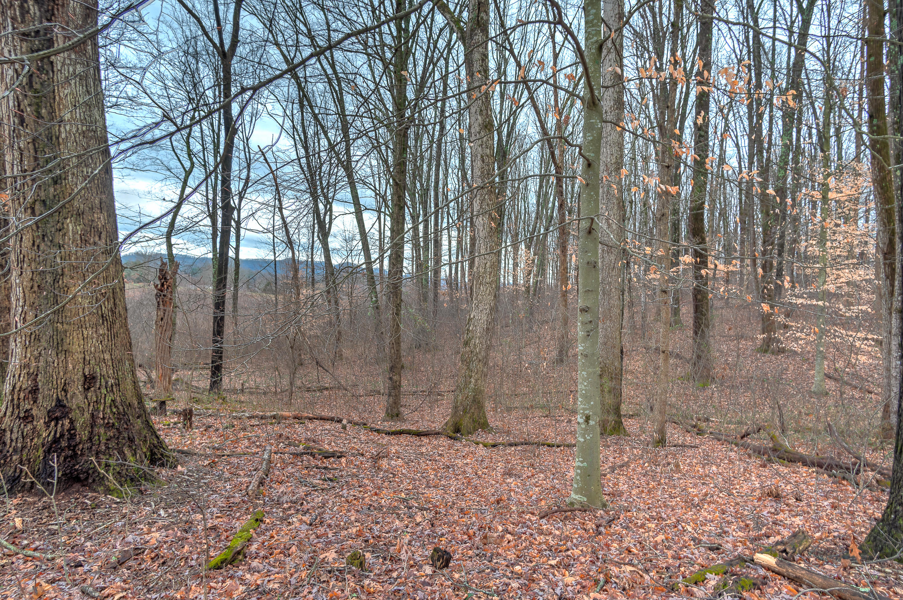 137 Charlie Parker Road Jonesborough, TN 37659 - Photo 10 of 43 exterior_mls-13