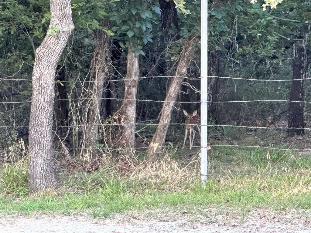 1625 Sanger Drive Springtown, TX 76082 - Photo 5 of 40 Watch for deer as you drive through the property