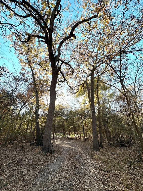 1625 Sanger Drive Springtown, TX 76082 - Photo 9 of 40 Roadway through pasture passes under towering trees.