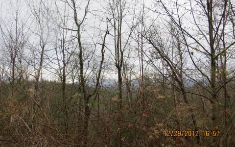 a view of forest