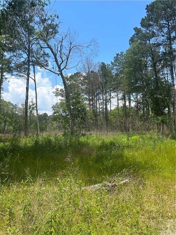 Tbd West Black Cat Road Independence, LA 70443 - Photo 3 of 5 Gallery Image 3