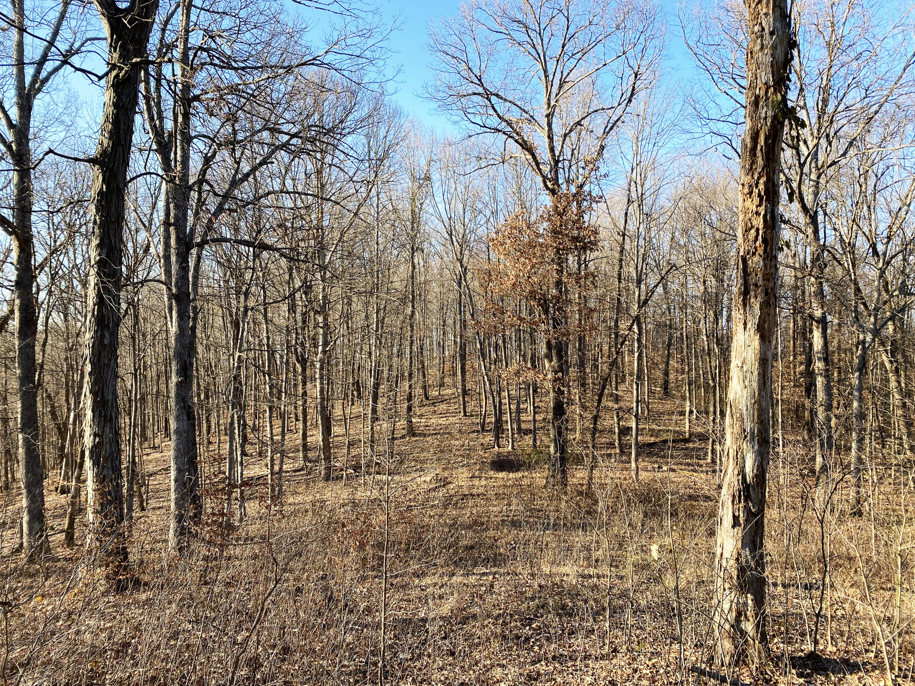 9999 Wagers Mountain Road Ravenna, KY 40472 - Photo 50 of 50 From a deer stand!