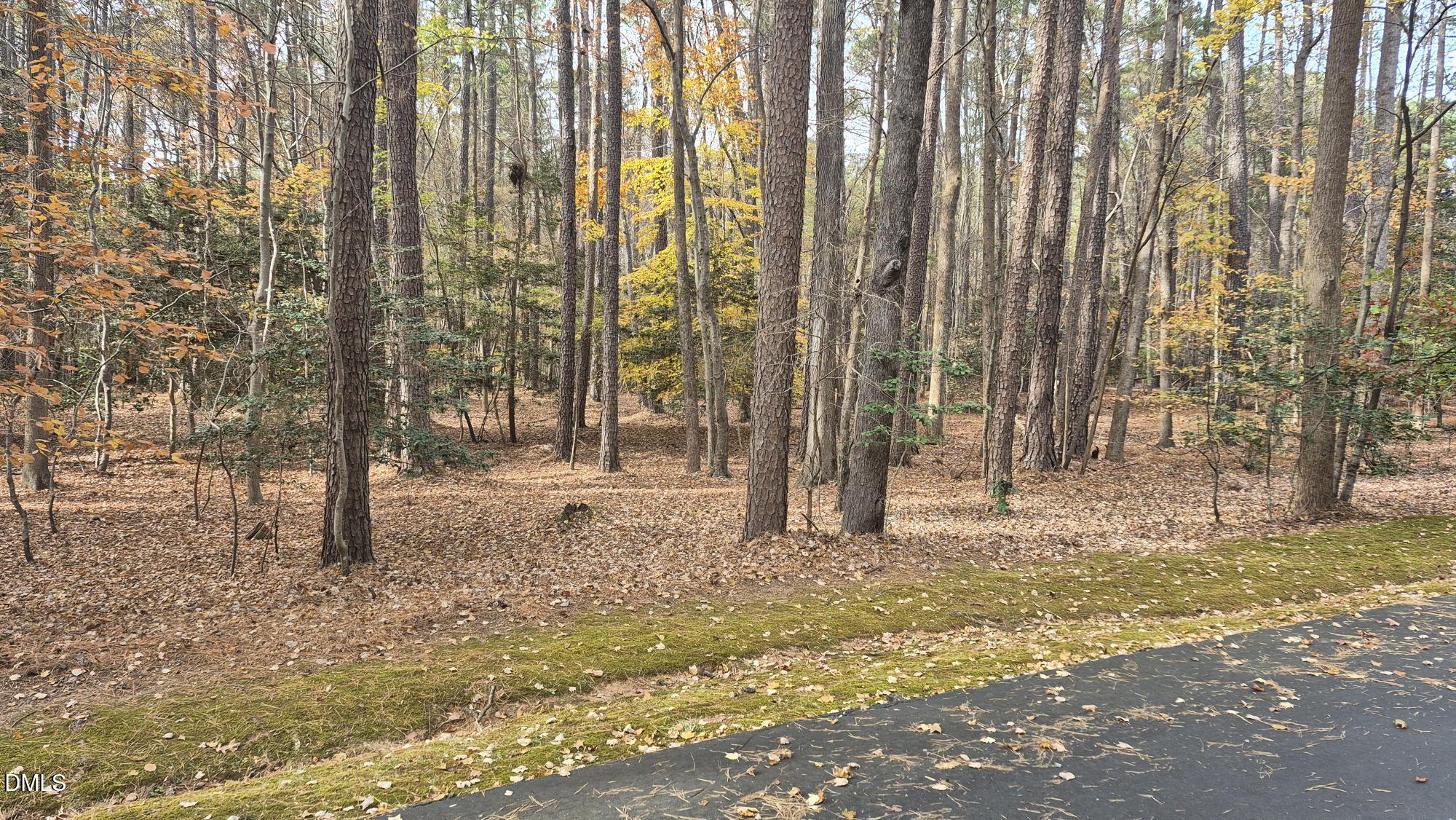 a view of large trees with plants and trees