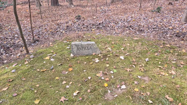 a view of a forest with lots of trees