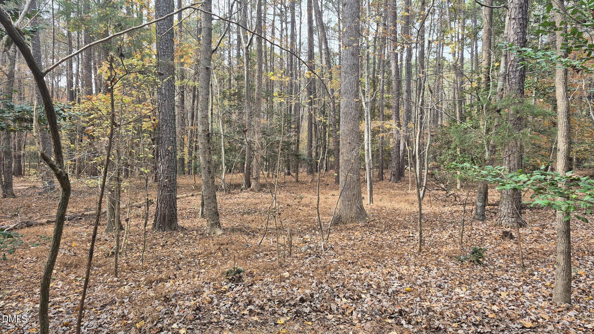 5209 Ginger Trail Raleigh, NC 27614 - Photo 4 of 9 a view of a forest with lots of trees