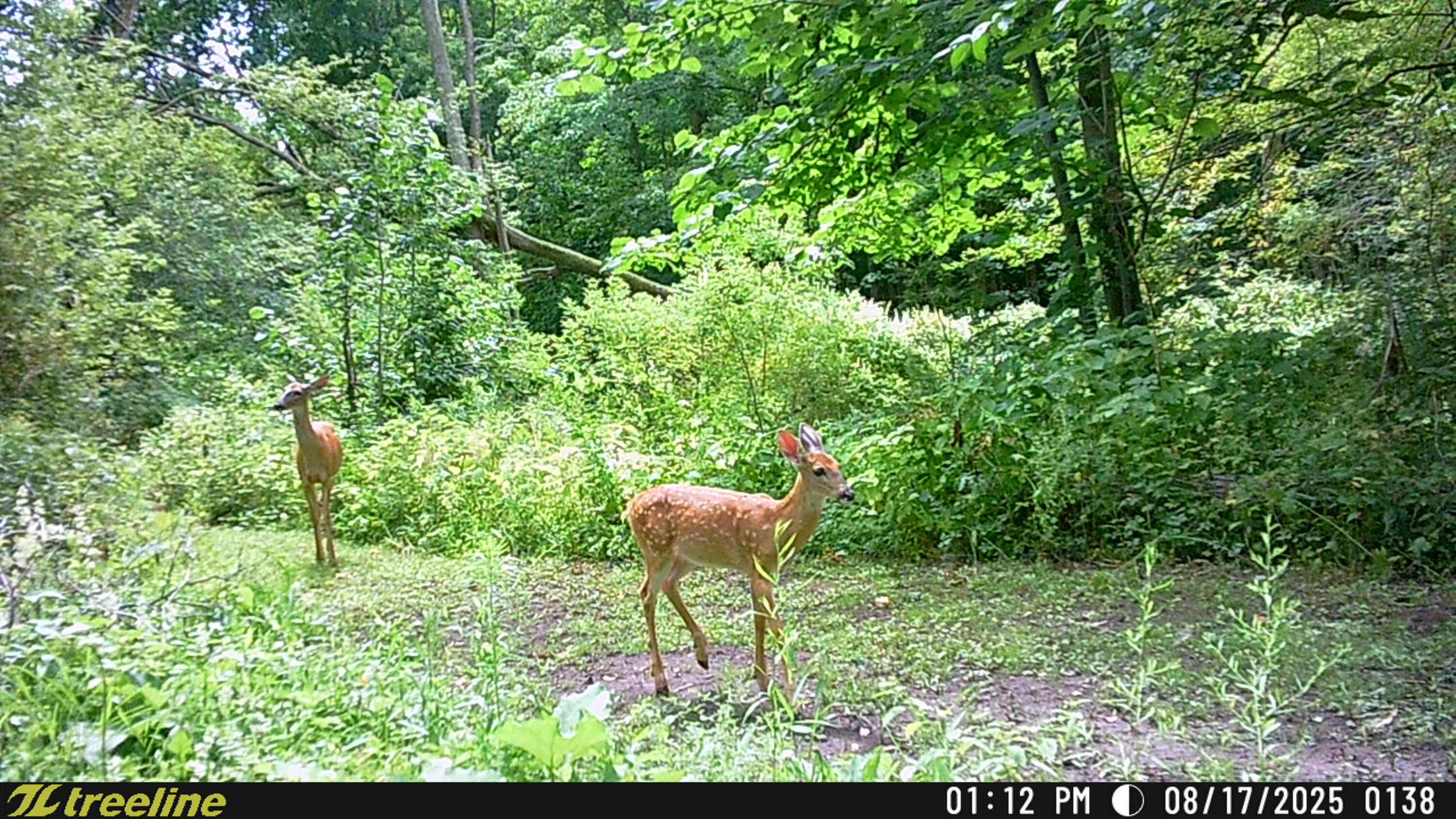 9338 Sauk Trail Road Wilson, WI 53070 - Photo 48 of 52 TSC_0138
