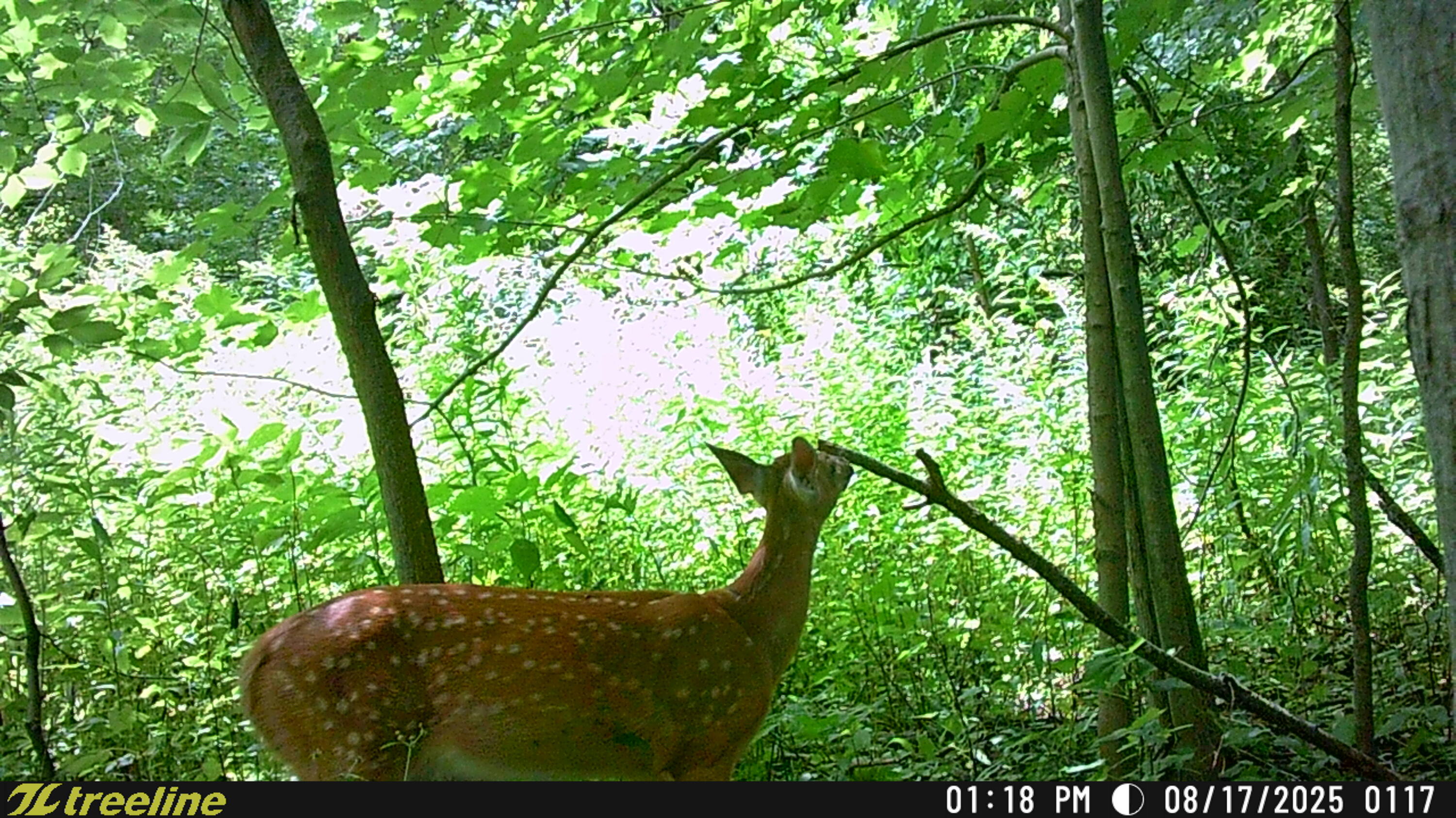 9338 Sauk Trail Road Wilson, WI 53070 - Photo 49 of 52 TSC_0117