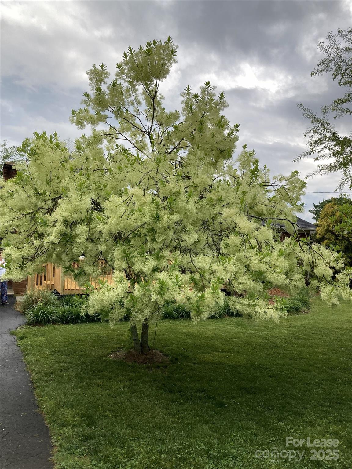 179 Rutledge Road Fletcher, NC 28732 - Photo 3 of 28 a view of a green field