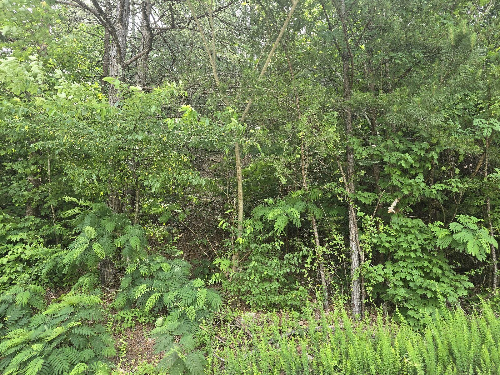3302 Ridgeway Drive Cleveland, TN 37312 - Photo 4 of 5 a view of a lush green forest