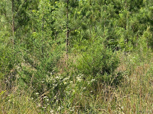 2593 Namozine Road Crewe, VA 23930 - Photo 7 of 10 a view of a lush green forest next to a tall building