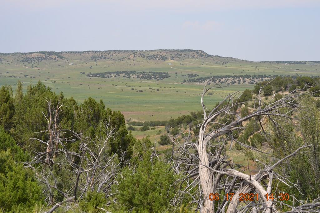 Lot 100 Ghost River Ranch Rye, CO 81069 - Photo 8 of 35