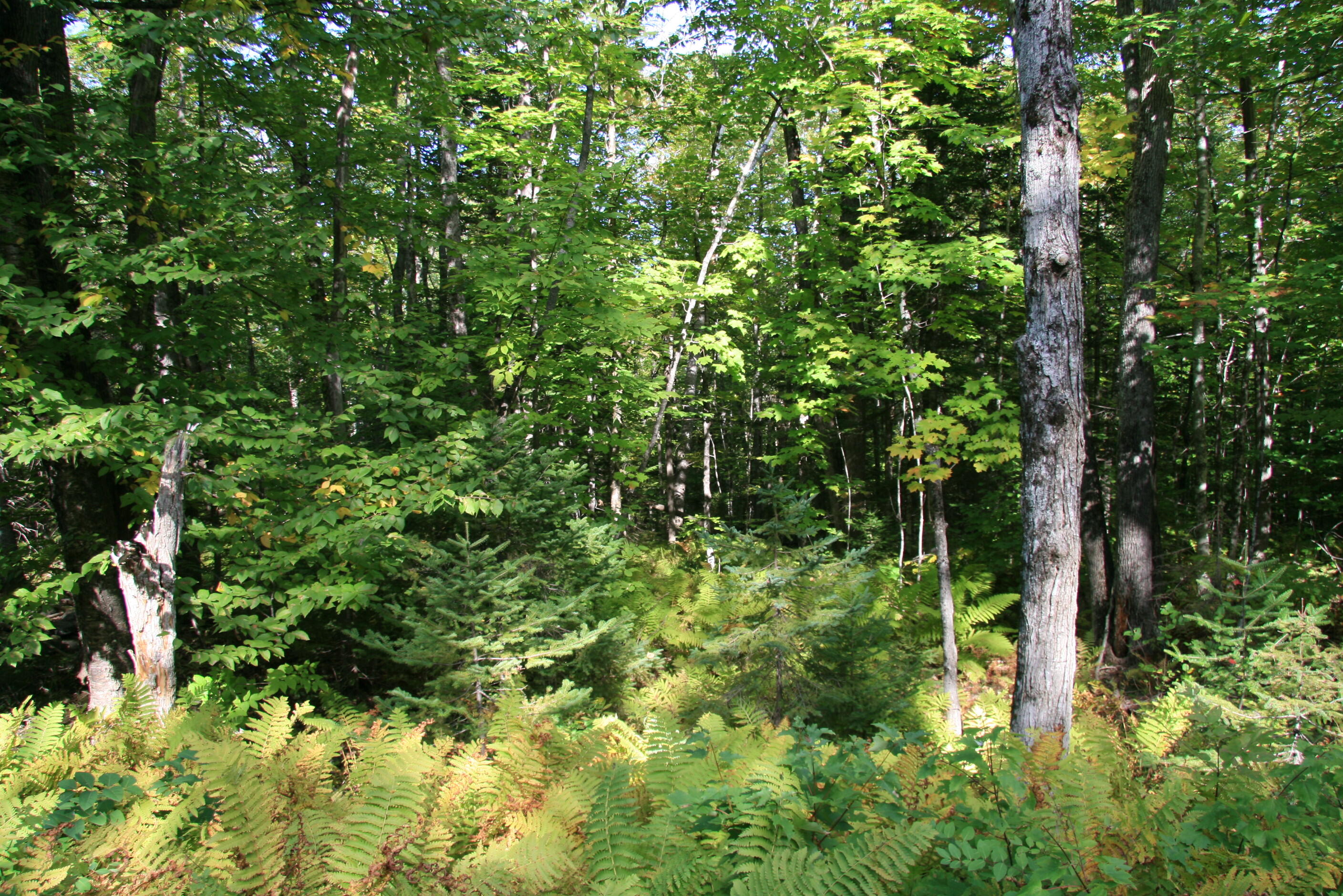 260 North Guilford Road Monson, ME 04464 - Photo 3 of 17 IMG_8412