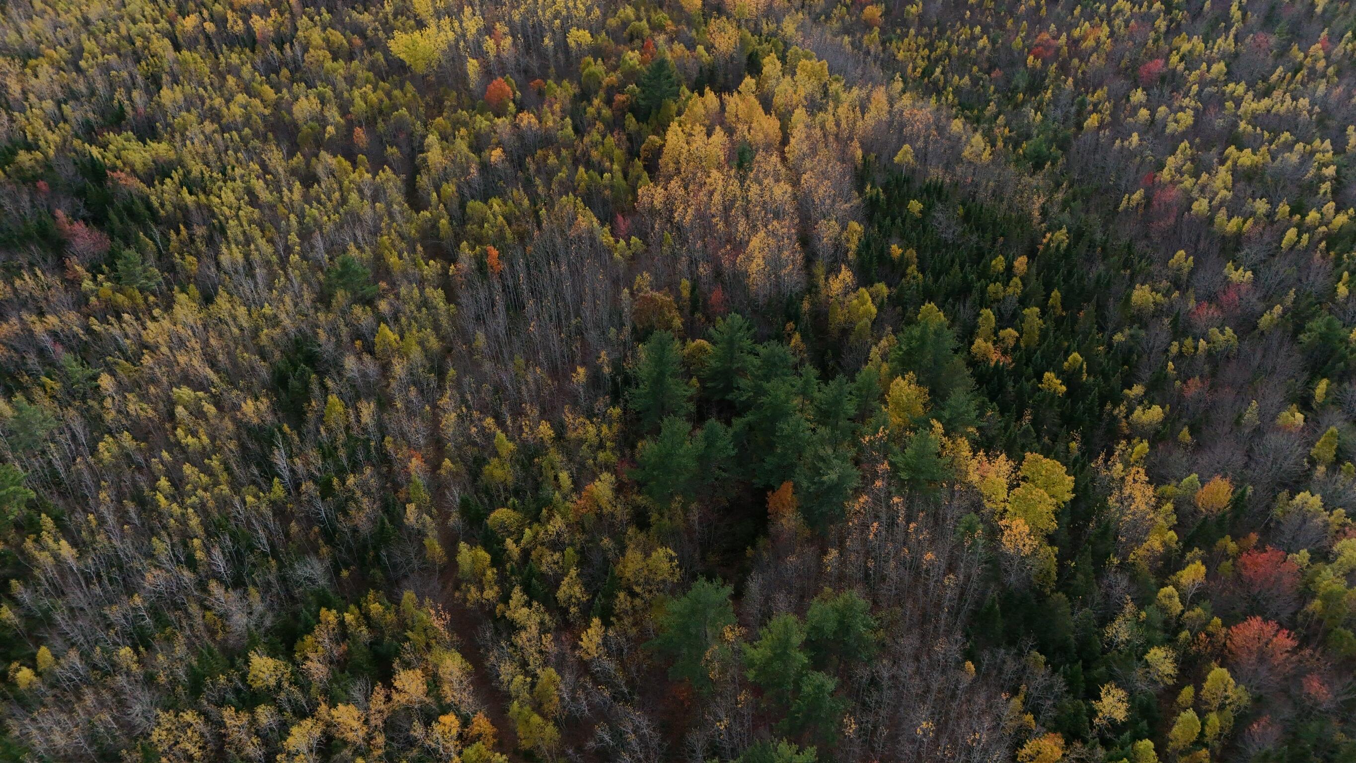 0 Babcock Road Newburgh, ME 04444 - Photo 28 of 52 IMG_0024