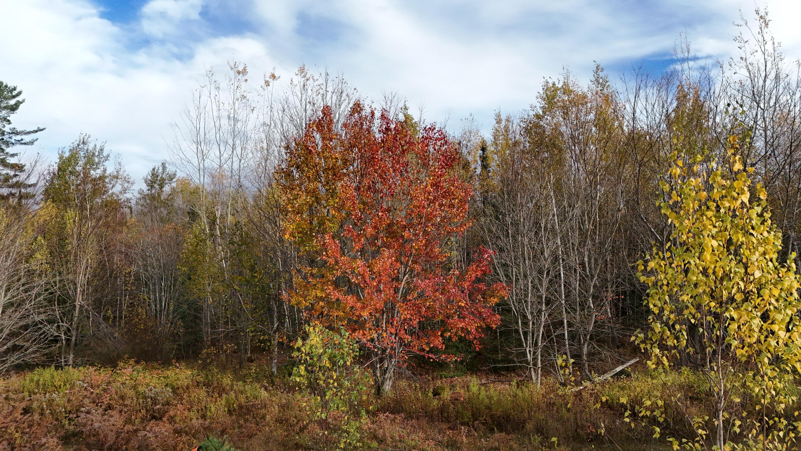 0 Babcock Road Newburgh, ME 04444 - Photo 3 of 52 IMG_0033