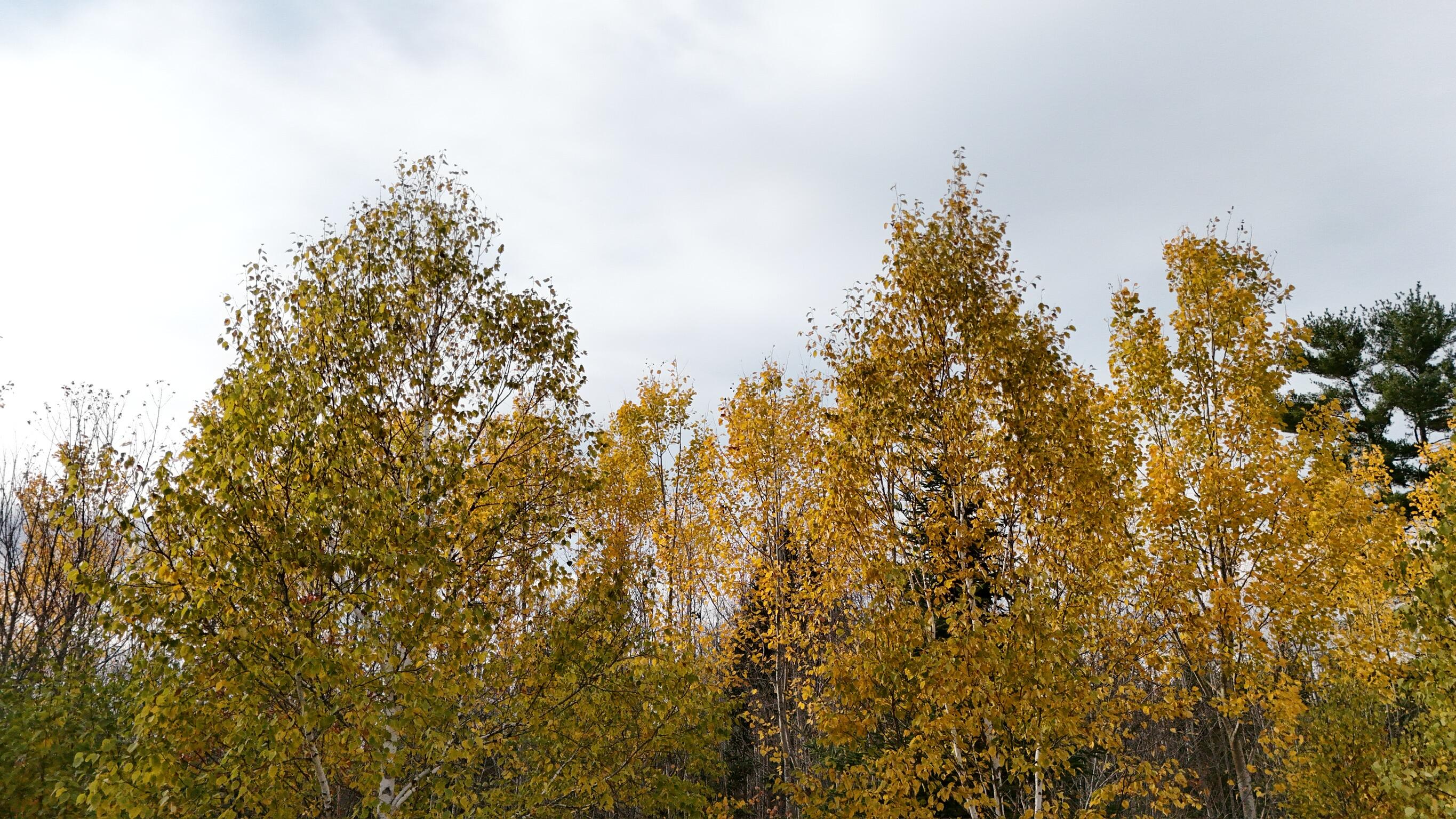 0 Babcock Road Newburgh, ME 04444 - Photo 42 of 52 IMG_0015