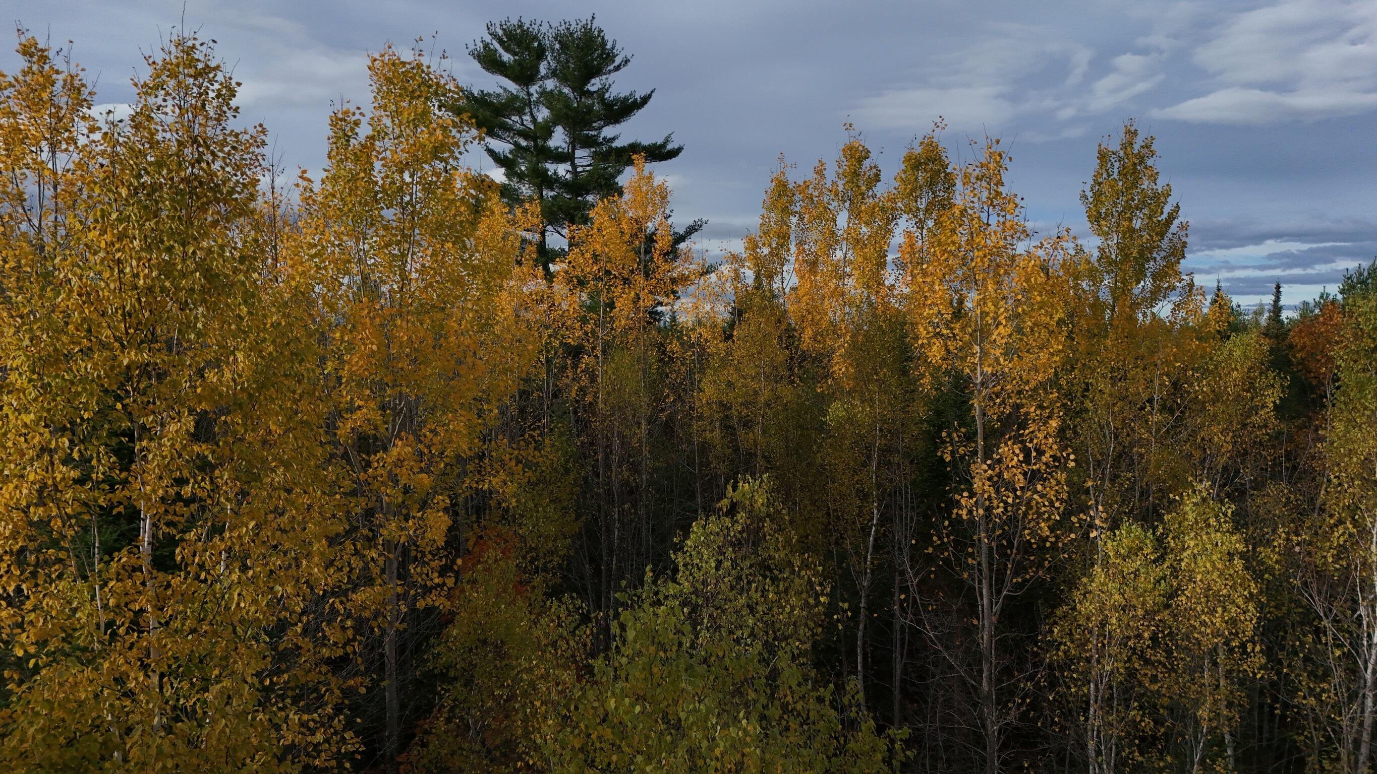 0 Babcock Road Newburgh, ME 04444 - Photo 47 of 52 IMG_0027