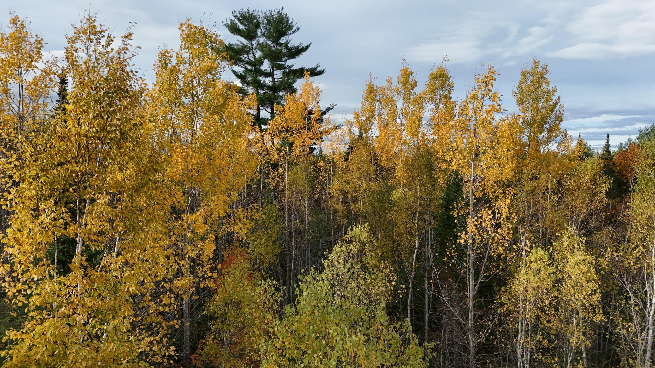 0 Babcock Road Newburgh, ME 04444 - Photo 48 of 52 IMG_0012
