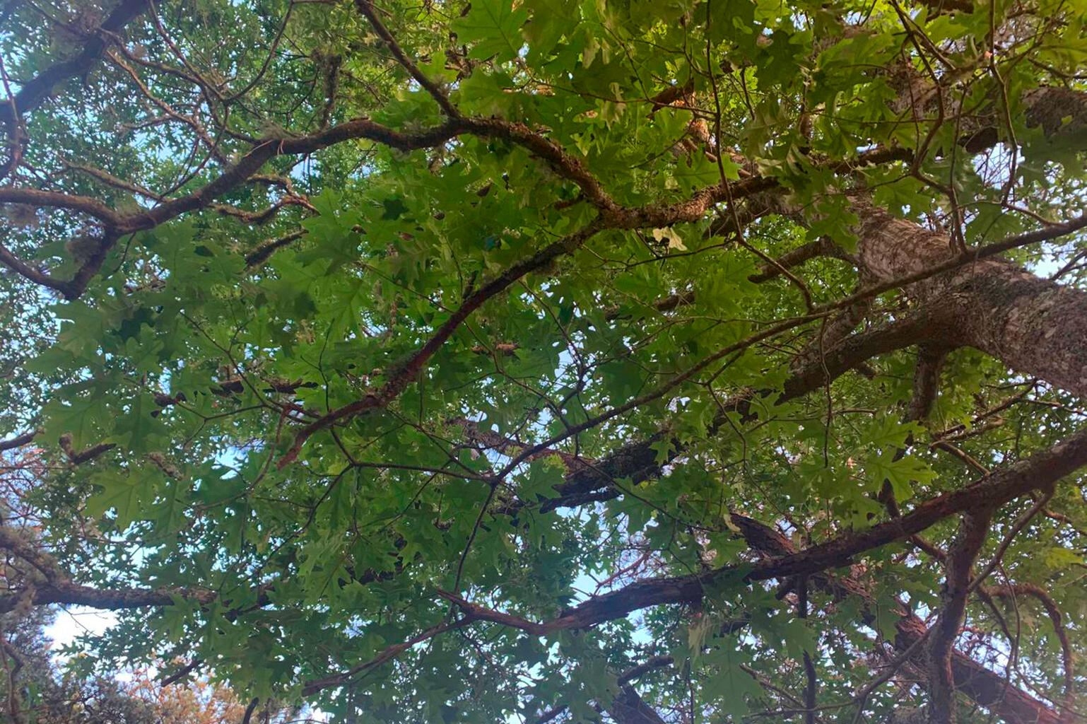 171 Searsville Road South Dennis, MA 02660 - Photo 11 of 16 Mature Trees