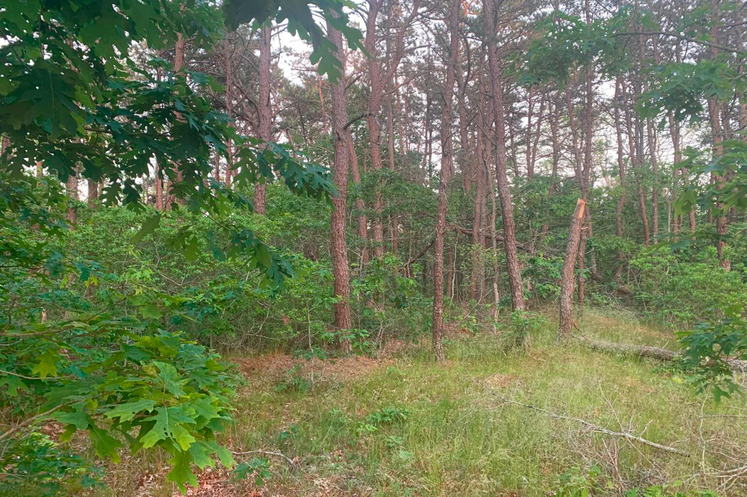 171 Searsville Road South Dennis, MA 02660 - Photo 10 of 16 Level Lot