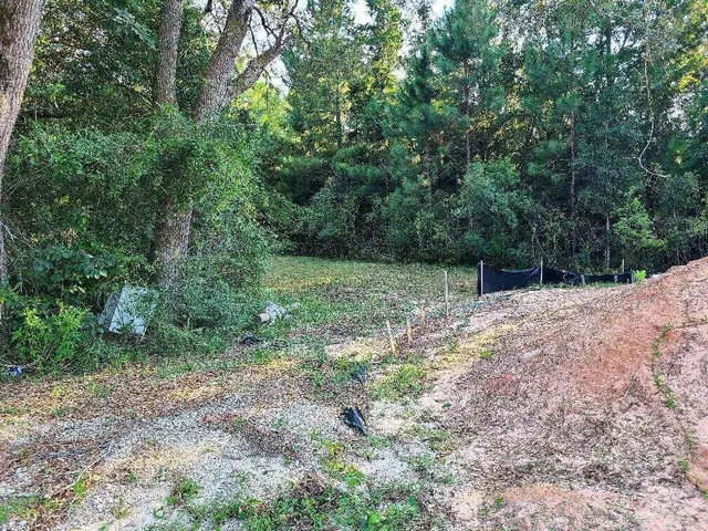 a view of a forest with trees in the background