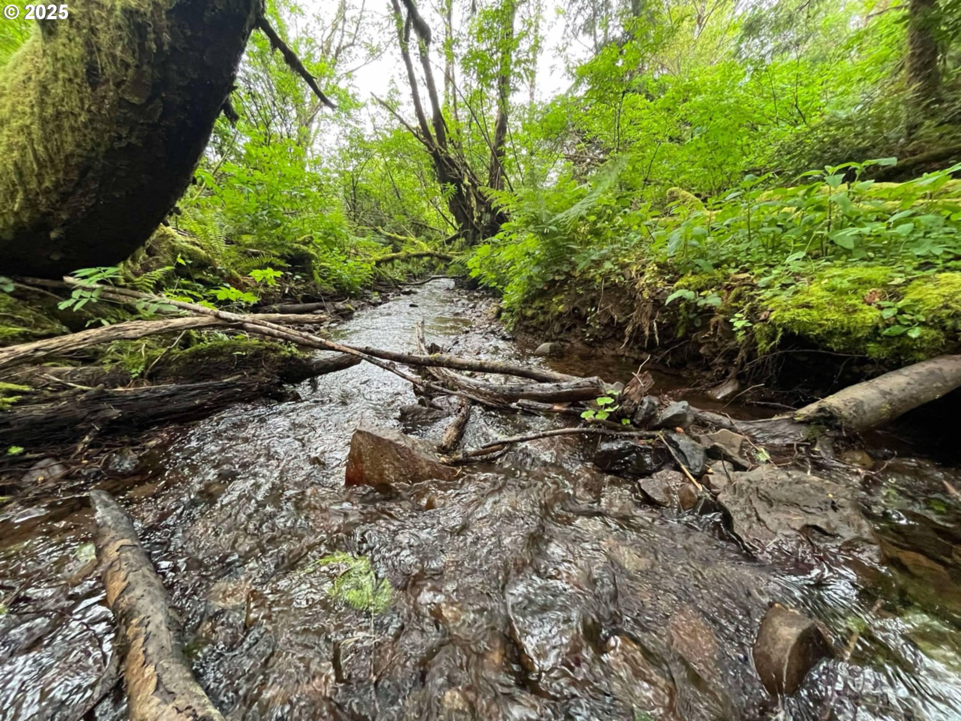 Elk River Road Port Orford, OR 97465 - Photo 17 of 22 a picture of trees