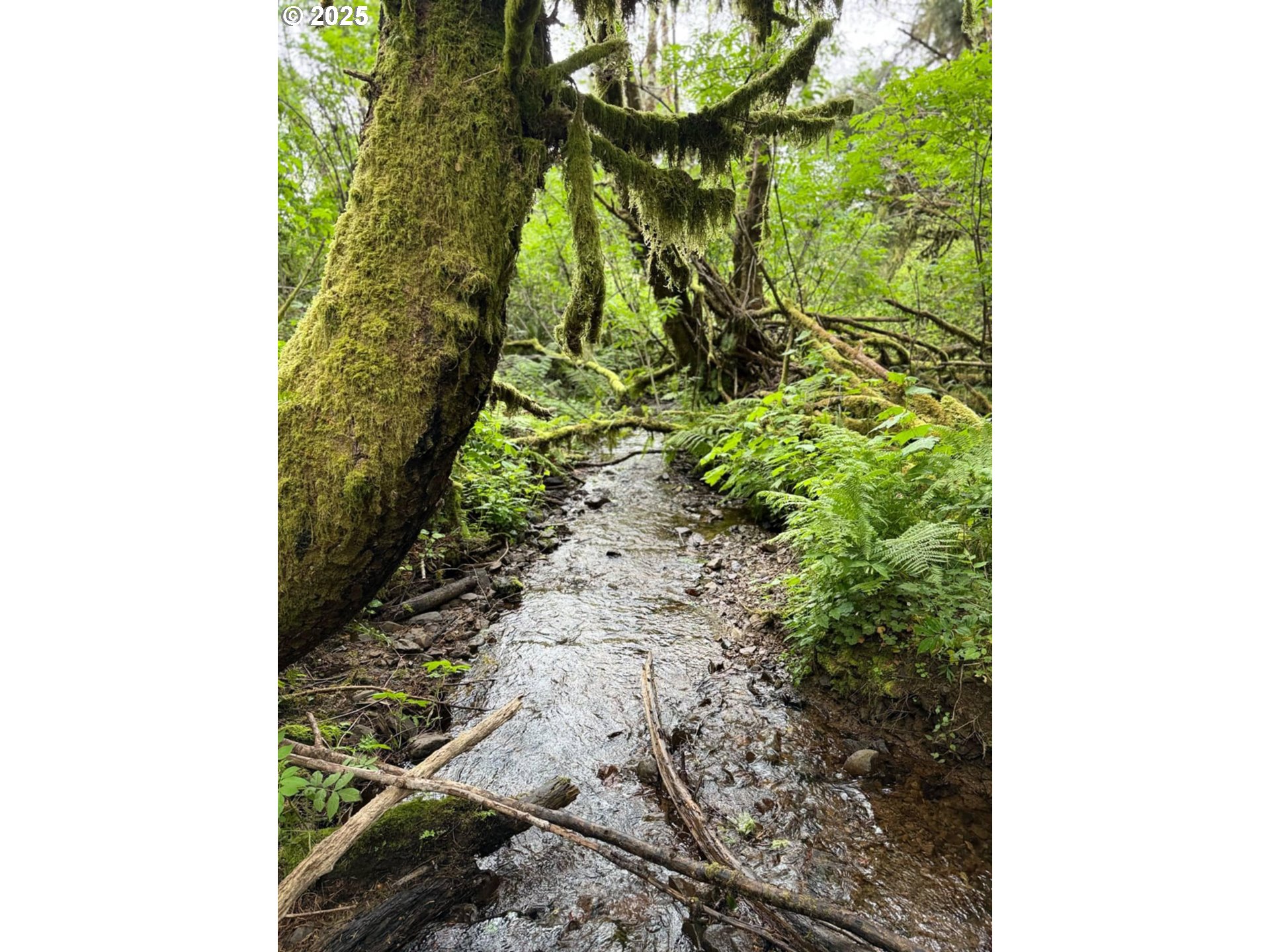 Elk River Road Port Orford, OR 97465 - Photo 18 of 22 a close up of a plant in a garden
