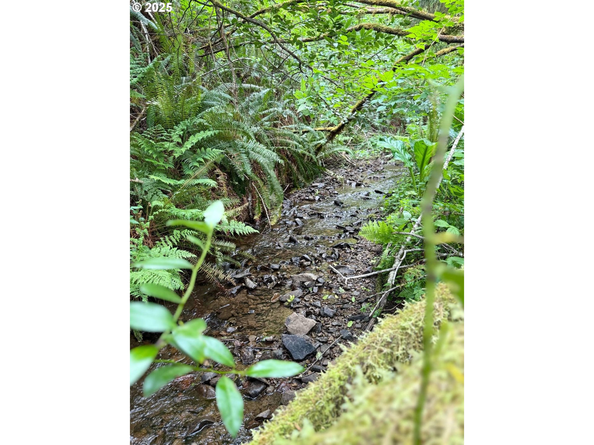 Elk River Road Port Orford, OR 97465 - Photo 19 of 22 a plant that is in a garden