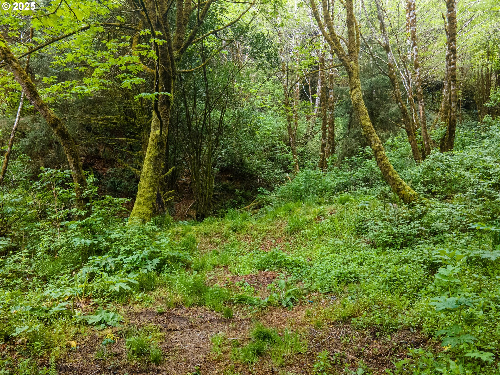 Elk River Road Port Orford, OR 97465 - Photo 5 of 22 a view of a forest