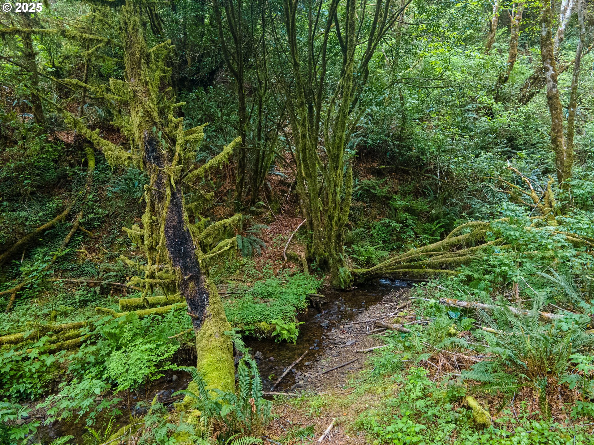 Elk River Road Port Orford, OR 97465 - Photo 6 of 22 a plant view in yard