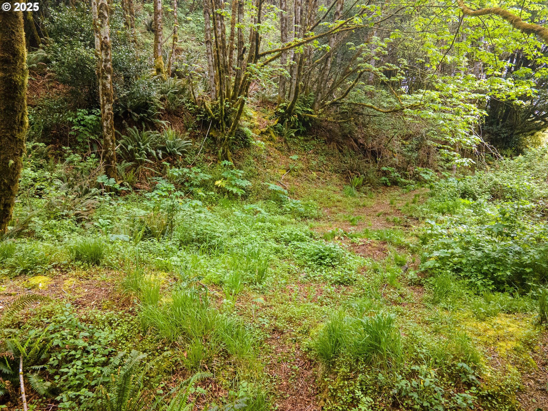 Elk River Road Port Orford, OR 97465 - Photo 7 of 22 a view of a big yard with plants and large trees