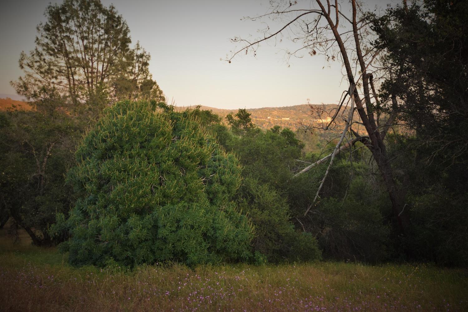 45340 Windmill Road Coarsegold, CA 93614 - Photo 15 of 32 Gallery Image 15
