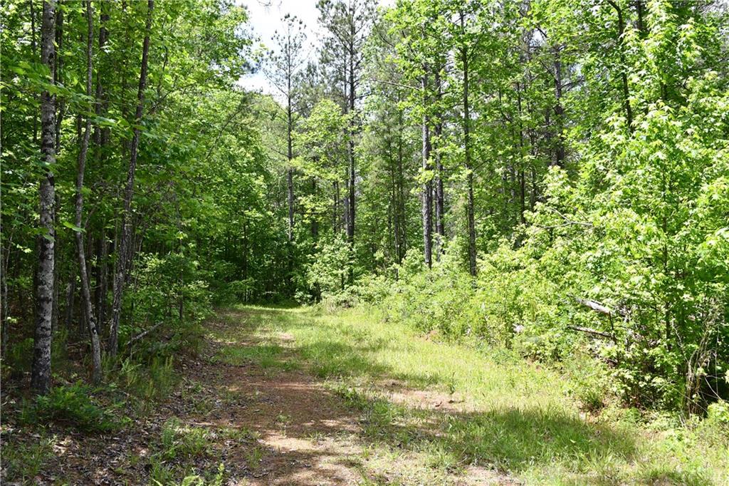 1 Wilson Road Temple, GA 30179 - Photo 55 of 88 a view of a yard with plants and large trees