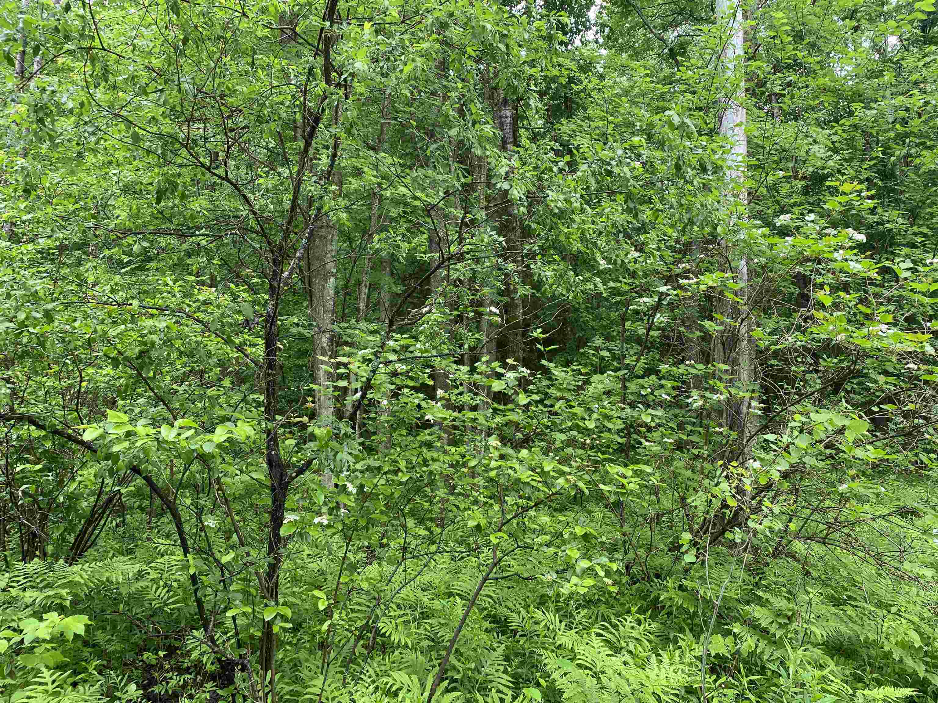 15991 Bentley Road Thompsonville, MI 49683 - Photo 4 of 19