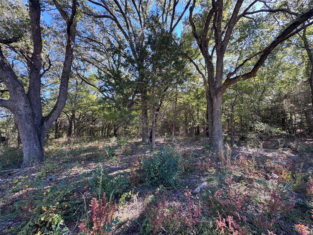 Tbd Lot 7 Tbd Road Gainesville, TX 76240 - Photo 6 of 6 a view of a forest with trees