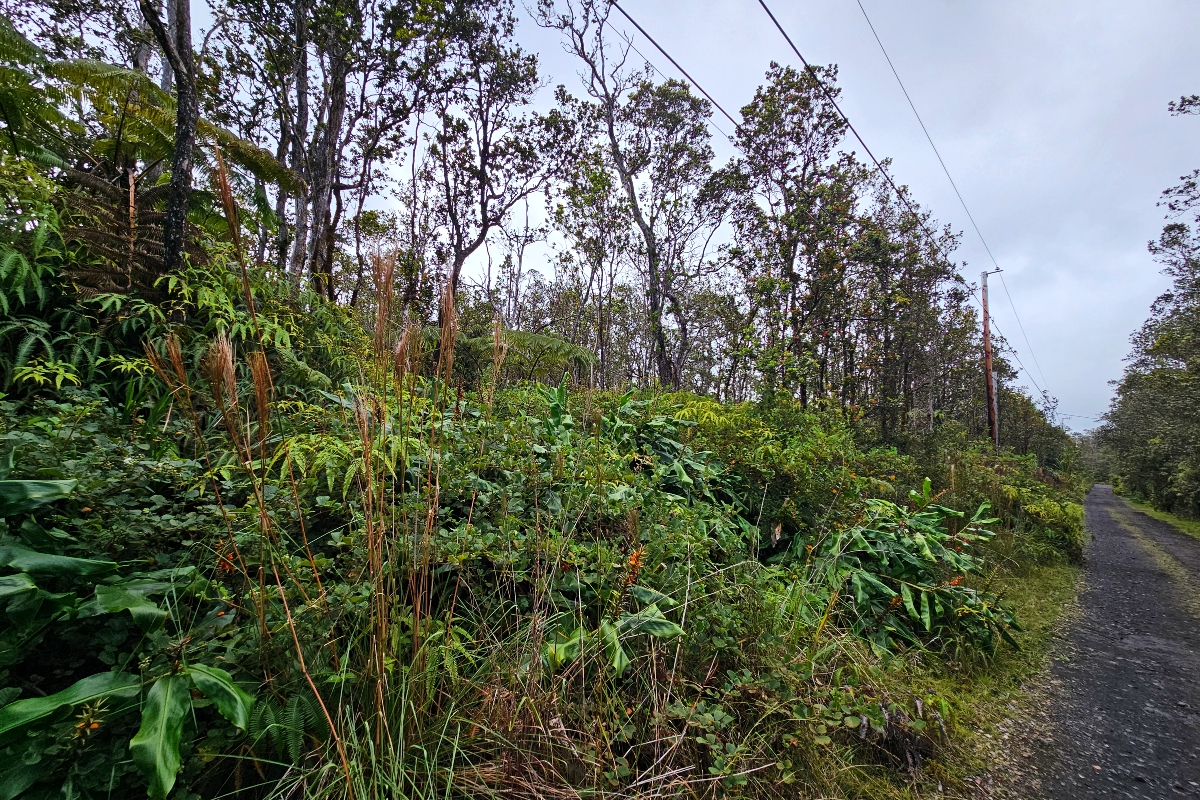 8758 Kilihune Road Pahoa, HI 96778 - Photo 4 of 9 a view of a lush green forest