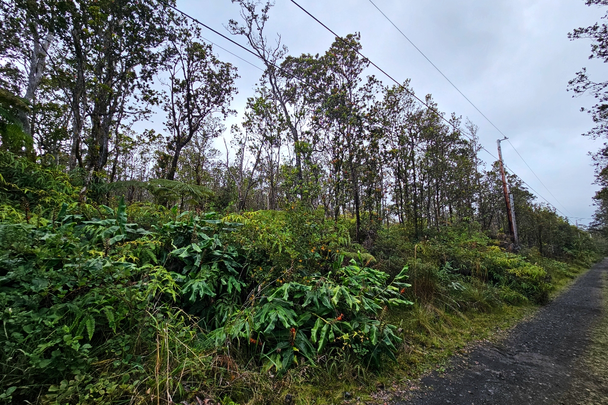 8758 Kilihune Road Pahoa, HI 96778 - Photo 5 of 9 a view of a lush green forest