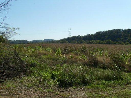 Buck Hollow Road New Market, TN 37820 - Photo 10 of 11 20130828010837243364000000-o