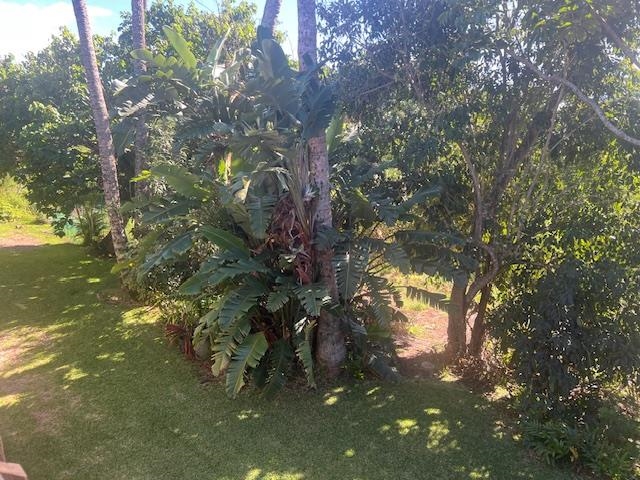 120 Hui Rd F, Unit I16 Lahaina, HI 96761 - Photo 21 of 28 a picture of tree