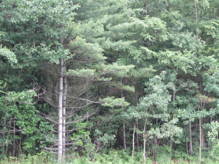 0 Rt 8 Sidney, NY 13838 - Photo 1 of 1 Gallery Image 1