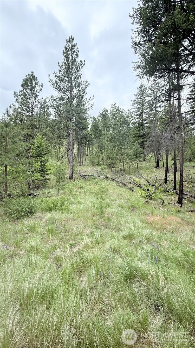 0 Broken Spoke Road Tonasket, WA 98855 - Photo 35 of 39 a view of outdoor space with trees all around