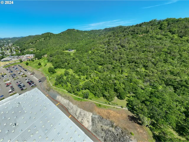 a view of a lush green forest with a mountain in the background