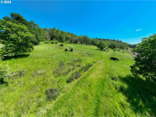 a view of a lush green space